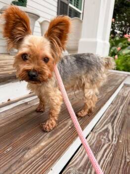 Theo -  Yorkshire Terrier Dog for Adoption in Pass Christian, Mississippi - Theo | PetCurious