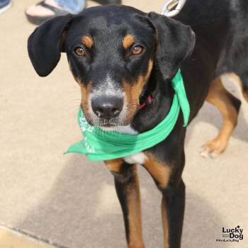 Rescue Shepherd and Hound Dogs for Adoption in Washington, District Of Columbia - Eleanor | PetCurious
