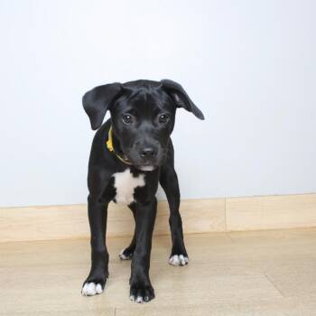 Disco D71492 -  Pit Bull Terrier and Labrador Retriever Dog for Adoption in Minnetonka, Minnesota - Disco D71492 | PetCurious