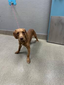 BLUFORD -  Mastiff and Mixed Breed Dog for Adoption in Las Vegas, Nevada - BLUFORD | PetCurious