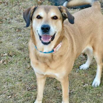 Labrador Retriever and German Shepherd Dog Dogs Available for Adoption - Millie | PetCurious