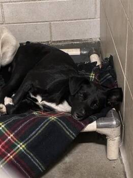 Terrier Dogs Available for Adoption in Stockton, California - REMI | PetCurious