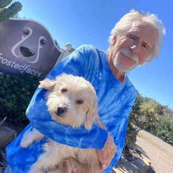 Harley (Queso) -  Miniature Poodle Dog for Adoption in Ramona, California - Harley (Queso) | PetCurious