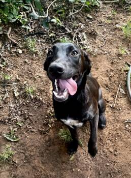 Buzz -  Black Labrador Retriever Dog for Adoption in Pottsboro, Texas - Buzz | PetCurious