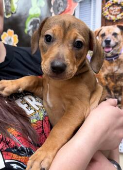 American Bulldog Dogs Available for Adoption in Sanford, North Carolina - Honey Butter | PetCurious