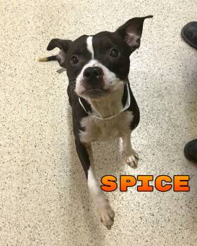 Spice -  Boston Terrier Dog for Adoption in Muncie, Indiana - Spice | PetCurious