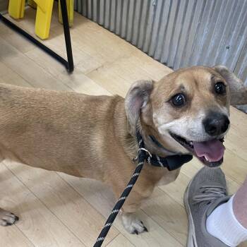 Dexter -  Dachshund and Chihuahua Dog for Adoption in Spokane, Washington - Dexter | PetCurious