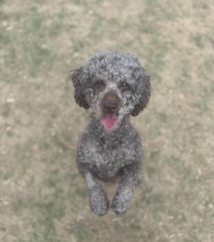 Jovi -  Labradoodle Dog for Adoption in Sandy Springs, Georgia - Jovi | PetCurious