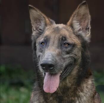 Flor -  Shepherd Dog for Adoption in Houston, Texas - Flor | PetCurious