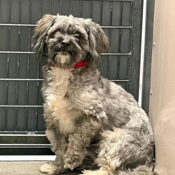 Tyron -  Shih Tzu and Mixed Breed Dog for Adoption in Murray, Utah - Tyron | PetCurious