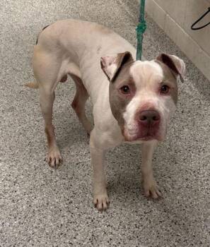 Pit Bull Terrier and Mixed Breed Dogs Available for Adoption in Kansas City, Missouri - Elliot | PetCurious