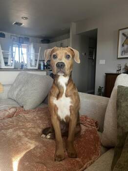 American Staffordshire Terrier Dogs Available for Adoption - Riley | PetCurious