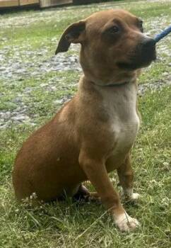 Terrier Dogs Available for Adoption in Wetumpka, Alabama - 260560  Scotty | PetCurious