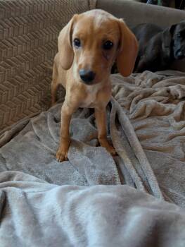 Spice -  Dachshund and Beagle Dog for Adoption in Homer Glen, Illinois - Spice | PetCurious