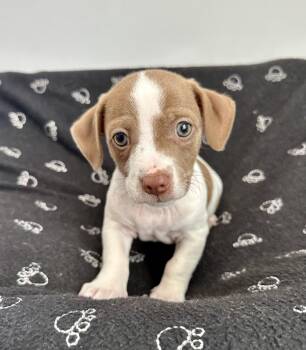 Shih Tzu and Beagle Dogs Available for Adoption in Lawrenceville, Georgia - Kermit | PetCurious
