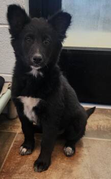 Border Collie and Cattle Dog Dogs Available for Adoption in Cottonwood, Arizona - Jax | PetCurious