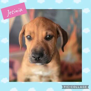 Jesinia -  Labrador Retriever Dog for Adoption in Ringwood, New Jersey - Jesinia | PetCurious