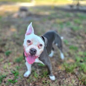 Blue -  Mixed Breed Dog for Adoption in Port Charlotte, Florida - Blue | PetCurious