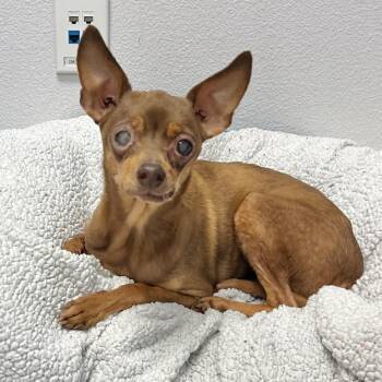 Bow Tie (was Tyke) -  Miniature Pinscher Dog for Adoption in Pacific Grove, California - Bow Tie (was Tyke) | PetCurious