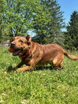 HEINZ -  Rottweiler and Australian Cattle Dog Blue Heeler Dog for Adoption in Chapel Hill, North Carolina - HEINZ | PetCurious