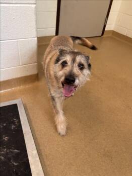 DIESEL -  Keeshond and Fox Terrier Dog for Adoption in Derwood, Maryland - DIESEL | PetCurious