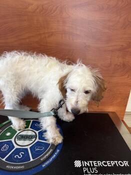 Bernese Mountain Dog and Standard Poodle Dogs Available for Adoption in Valrico, Florida - General | PetCurious
