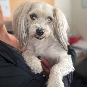 Panchito -  Havanese and Maltese Dog for Adoption in Incline Village, Nevada - Panchito | PetCurious