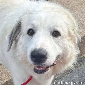 Mellow in OH - Loves To Cuddle -  Great Pyrenees Dog for Adoption in Beacon, New York - Mellow In OH - Loves To Cuddle | PetCurious