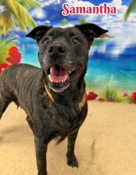 Samantha -  Mixed Breed Dog for Adoption in Flint, Michigan - Samantha | PetCurious