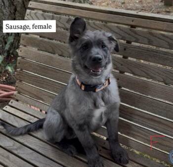 Sausage -  Cattle Dog Dog for Adoption in Vancouver, Washington - Sausage | PetCurious