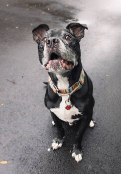 Rescue Mixed Breed and Pit Bull Terrier Dogs for Adoption in Chicago, Illinois - Bright | PetCurious