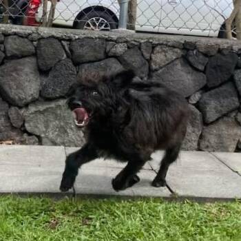 Mixed Breed Dogs Available for Adoption - Shaggy | PetCurious