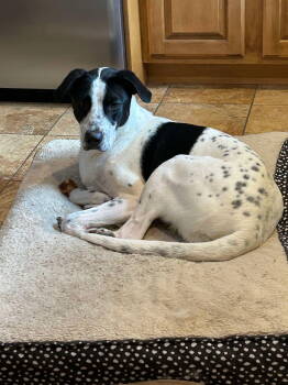 Rescue Pointer Dogs for Adoption in St. Louis, Missouri - Jamal | PetCurious