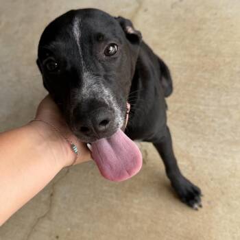 Dougie -  Black Labrador Retriever and Mixed Breed Dog for Adoption in Rockville, Maryland - Dougie | PetCurious
