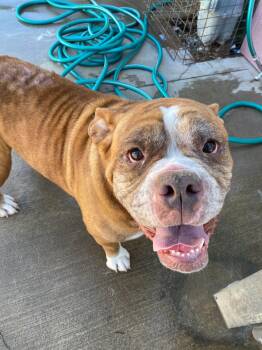 Maizey -  English Bulldog Dog for Adoption in Peru, Illinois - Maizey | PetCurious