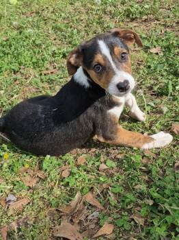 Australian Cattle Dog Blue Heeler Dogs Available for Adoption - Cosmic | PetCurious