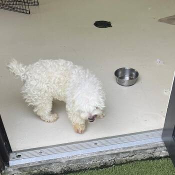 Jack 8294 -  Maltese Dog for Adoption in Loxahatchee Groves, Florida - Jack 8294 | PetCurious