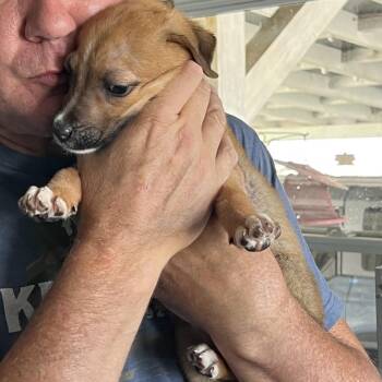 Dr. Pepper -  Mixed Breed Dog for Adoption in La Grange, Kentucky - Dr. Pepper | PetCurious