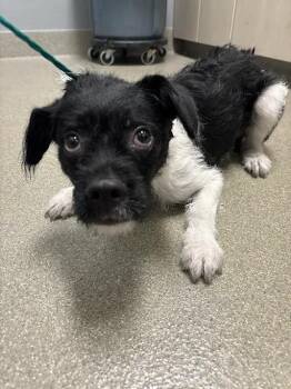 MONROE -  Terrier and Mixed Breed Dog for Adoption in Las Vegas, Nevada - MONROE | PetCurious