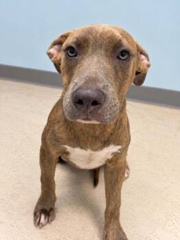 Cove -  Mixed Breed Dog for Adoption in Gulfport, Mississippi - Cove | PetCurious