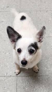 Gertie -  Chihuahua Dog for Adoption in Honeoye Falls, New York - Gertie | PetCurious