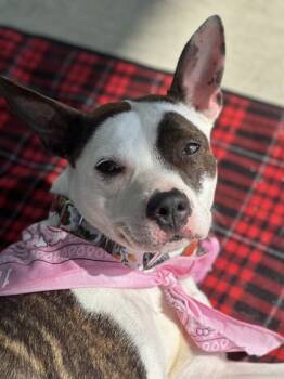 Rescue Mixed Breed Dogs for Adoption in Cincinnati, Ohio - Cherry Fruit Chew | PetCurious