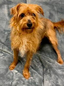 Roxy Ciabatta -  Mixed Breed Dog for Adoption in West Chester, Pennsylvania - Roxy Ciabatta | PetCurious
