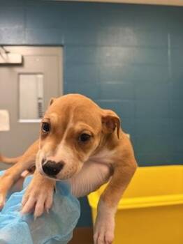 Annabel Lee -  Mixed Breed Dog for Adoption in Wichita, Kansas - Annabel Lee | PetCurious