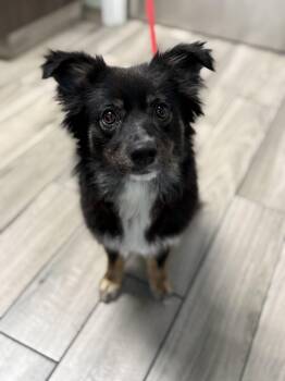 Australian Shepherd and Pembroke Welsh Corgi Dogs Available for Adoption in Milford, Connecticut - Breeze  | PetCurious