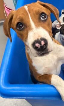 Terrier Dogs Available for Adoption in Hartsville, South Carolina - Demi (Dx5) | PetCurious