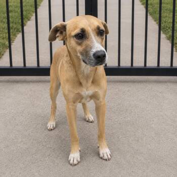 Puddle -  Shepherd and Mixed Breed Dog for Adoption in Orangeburg, South Carolina - Puddle | PetCurious