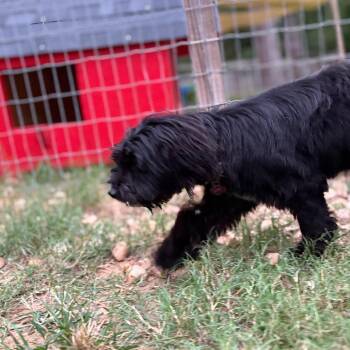 Bonnie Evangeline -  Maltese and Miniature Poodle Dog for Adoption in Houston, Texas - Bonnie Evangeline | PetCurious