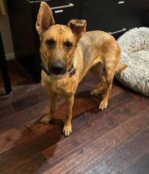 Chanel -  Shepherd Dog for Adoption in Las Vegas, Nevada - Chanel | PetCurious