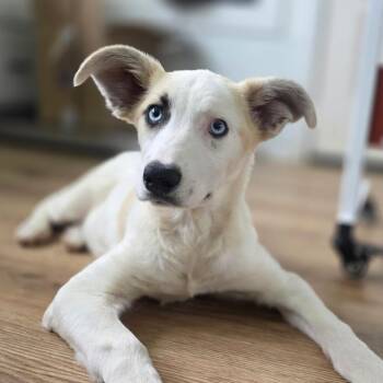 Husky and Great Pyrenees Dogs Available for Adoption in Chapel Hill, North Carolina - Bea | PetCurious